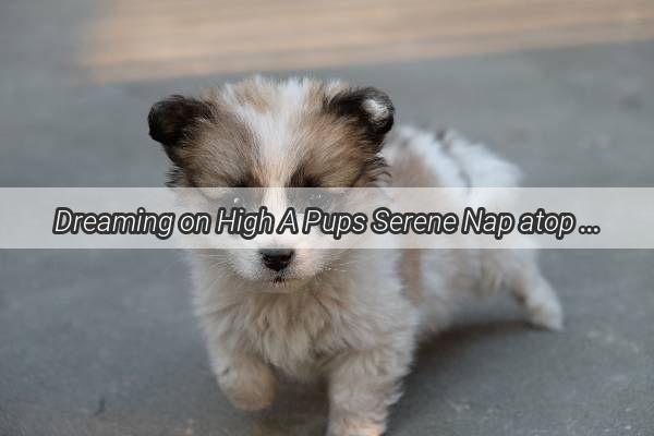 Dreaming on High A Pups Serene Nap atop a Car Rooftop Crate